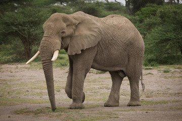 Fototapeta premium Lwy Słonie Gepard Słoń Eland Sergeneti Zebra Żyrafa NgoroNgoro Ndutu Migracja gnu