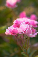 Fototapeta na wymiar Flower Pink Nature