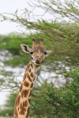 Lions Elephants Cheetah Elephant Eland Sergeneti Zebra Giraffe NgoroNgoro Ndutu Wildebeast Migration