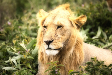 Lions Elephants Cheetah Elephant Eland Sergeneti Zebra Giraffe NgoroNgoro Ndutu Wildebeast Migration