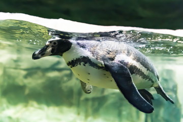 Plakat Penguin under water