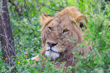 Lions Elephants Cheetah Elephant Eland Sergeneti Zebra Giraffe NgoroNgoro Ndutu Wildebeast Migration