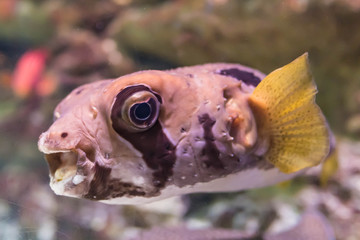 Puffer Fish