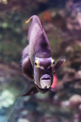 Fototapeta na wymiar Fish Face