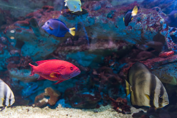 Fototapeta na wymiar Red Fish