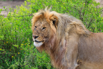 Lions Elephants Cheetah Elephant Eland Sergeneti Zebra Giraffe NgoroNgoro Ndutu Wildebeast Migration