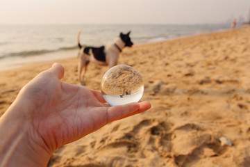 Lens ball in hand with reflection of a dog on the sea shore