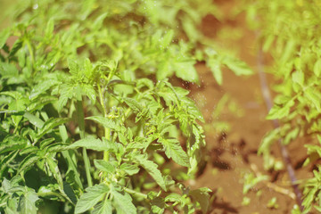 watering tomato plants