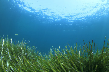Green grass blue ocean underwater   