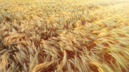 field with ears of wheat or barley