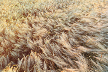 field with ears of wheat or barley