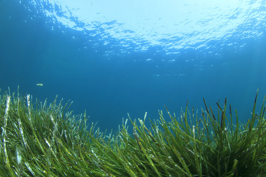 Fototapeta Green grass blue ocean underwater   