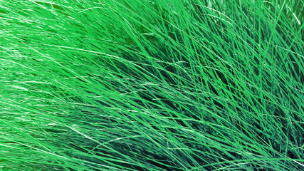 long grass. toned background.