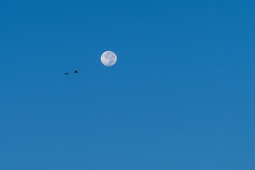 Full moon and birds flying.
