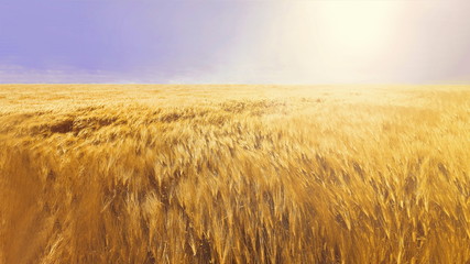 Obraz premium ears of wheat or barley on the field. tinted natural background