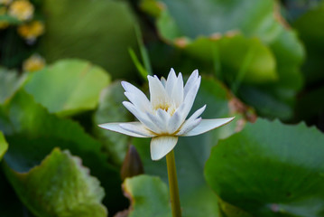 The White lotus