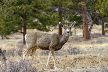 Mule Deer - A mule deer standing alerted in a pine forest. Early Spring in Rocky Mountain National Park, Colorado, USA.