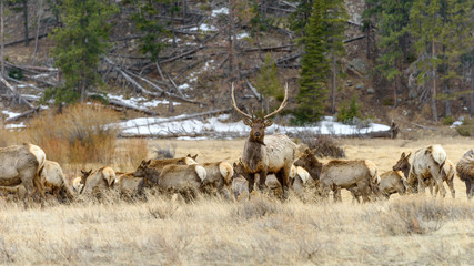 Naklejka na ściany i meble Bull Elk - A strong bull elk standing alerted in front of its herd. Early Spring in Rocky Mountain National Park, Colorado, USA.
