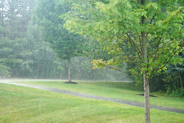 heavy rain and tree in the parking lot
