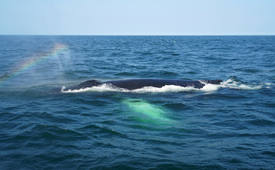 Fototapeta premium close up on the whale in the ocean 