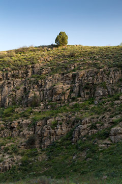 Juniperus excelsa in Tandooreh National Park, Khorasan, Iran