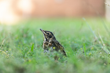 baby robin has a first glimpse of spring
