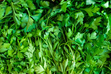 Green parsley herb