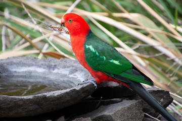 Male King Parrot and Bird Bath
