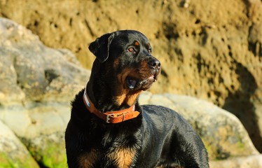 Rottweiler dog outdoor portrait against rocks