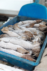 Frozen squid for fishing bait thawing in a tray with shallow depth of field