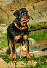 Rottweiler dog outdoor portrait standing on rocks with moss