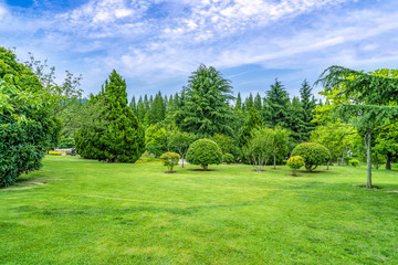Green green forest in the park