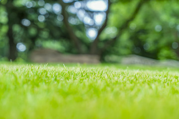 The summer lawn of the park