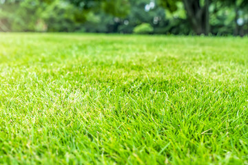 The summer lawn of the park