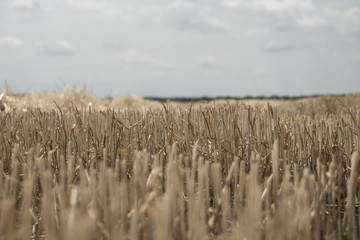 field with beveled wheat. the straw sticks out of the ground