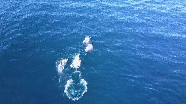 Aerial: 4 Family of Humpback Whales, Australia