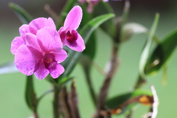 Close up transparency purple orchid flowers on green background