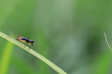 Close up small black cricket on grass branch and green background