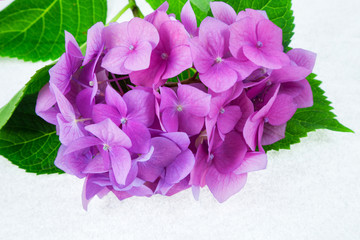 pink and purple hydrangea on white background with backlight