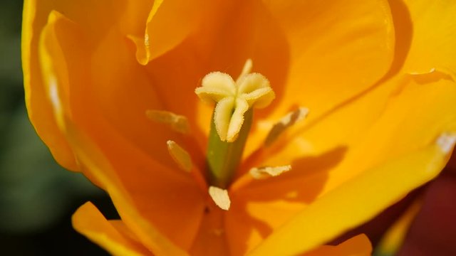 Close up tulipano colorato