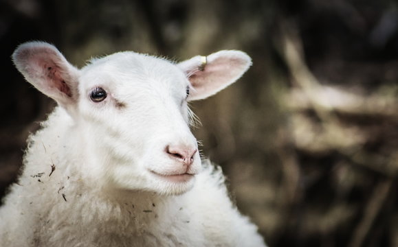 The Finnish Landrace, Finn or Finnsheep is a breed of domestic sheep native to Finland.