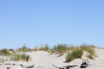 Background image of toi toi grass growing on top of a sand dune against a blue summer sky in New Zealand with copy space.