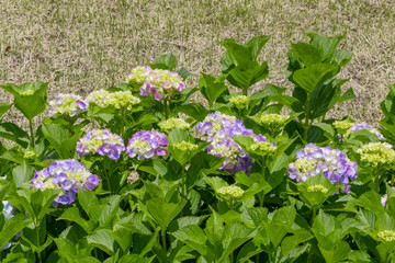 初夏のアジサイ