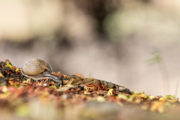 Obraz premium an beautiful nice snail