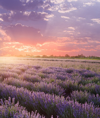 Sunset sky over a summer lavender field. Straight lines of lavender bushes.