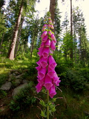 Naparstnica purpurowa (Digitalis purpurea) - piękny kwiat rosnący w polskim lesie © Konrad_elx