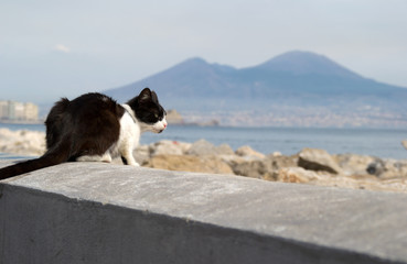 Katze vor dem Golf von Neapel mit Vesuv