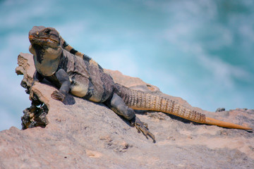 Iguana