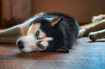 Portrait husky dog with red lipstick marks kiss on his head. Siberian husky lying on the floor in bliss. Concept of love pet.