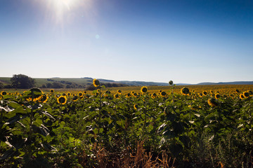 Field with sunflowers at dawn